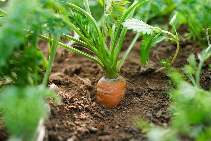 6 datos interesantes sobre las zanahorias que vale la pena conocer