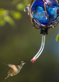 Comedero para colibríes atrae joyas voladoras