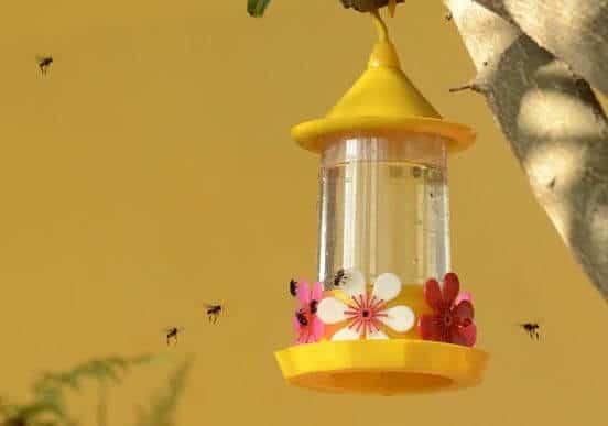 Cómo mantener las plagas y los roedores alejados del comedero para colibríes