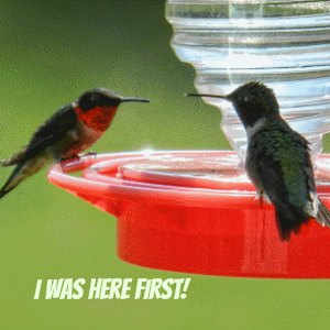 Las guerras de comederos de colibríes pueden ser domesticadas Descubra cómo
