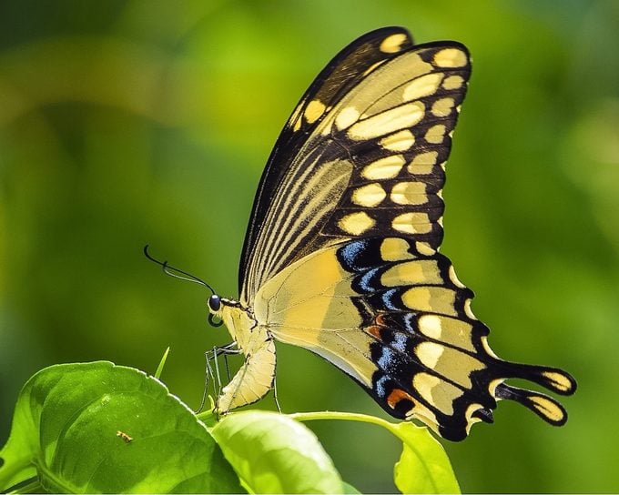6 datos fascinantes sobre la mariposa cola de golondrina