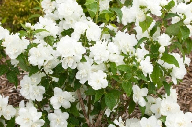 Los 10 mejores arbustos con flores de verano
