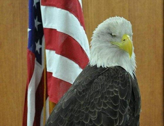 Fotografía de aves | Fotografía de aves: un águila calva especial