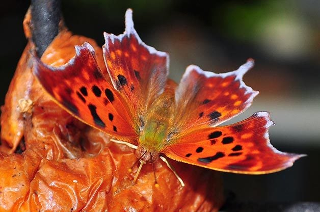 ¿Cómo hibernan los insectos, las polillas y las mariposas?