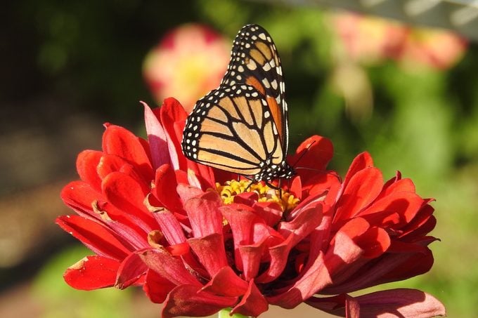 ¿Eso es una mariposa monarca amarilla en tu jardín?