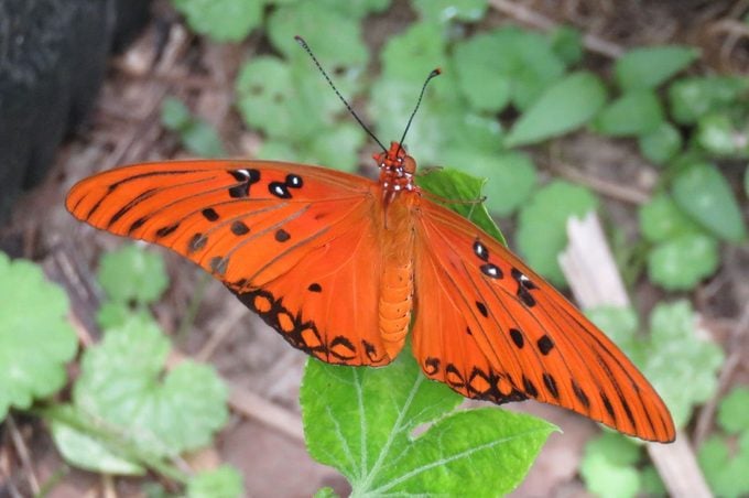 Mitos y realidades sobre las plantas hospedantes de mariposas