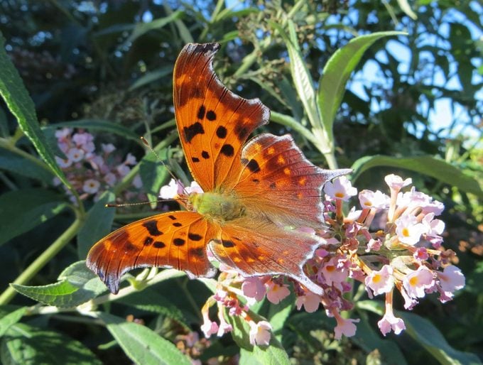 ¿Eso es una mariposa monarca amarilla en tu jardín?