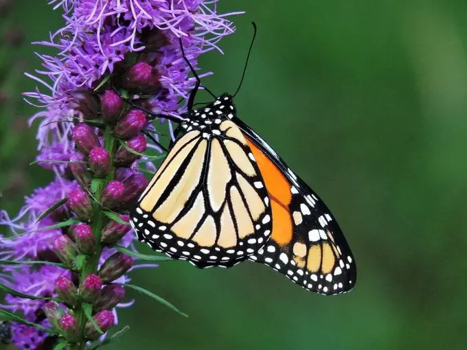 Mariposas monarca catalogadas como en peligro de extinción