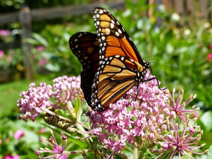 Reina vs Monarca: Mimetismo de mariposas