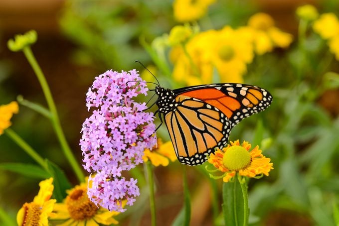 Viceroy Butterfly vs Monarch: Cómo saber la diferencia