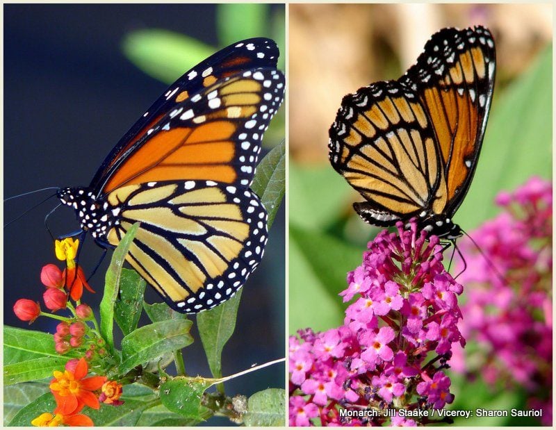 Viceroy Butterfly vs Monarch: Cómo saber la diferencia