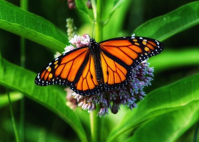 Mariposas monarca catalogadas como en peligro de extinción