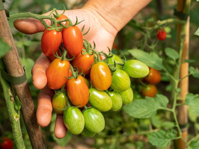 6 Maneras Geniales de Usar Tomates y Vegetales Extras
