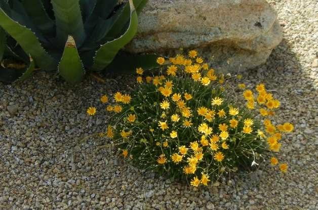 5 plantas florecientes para cubrir el suelo tolerantes a la sequía