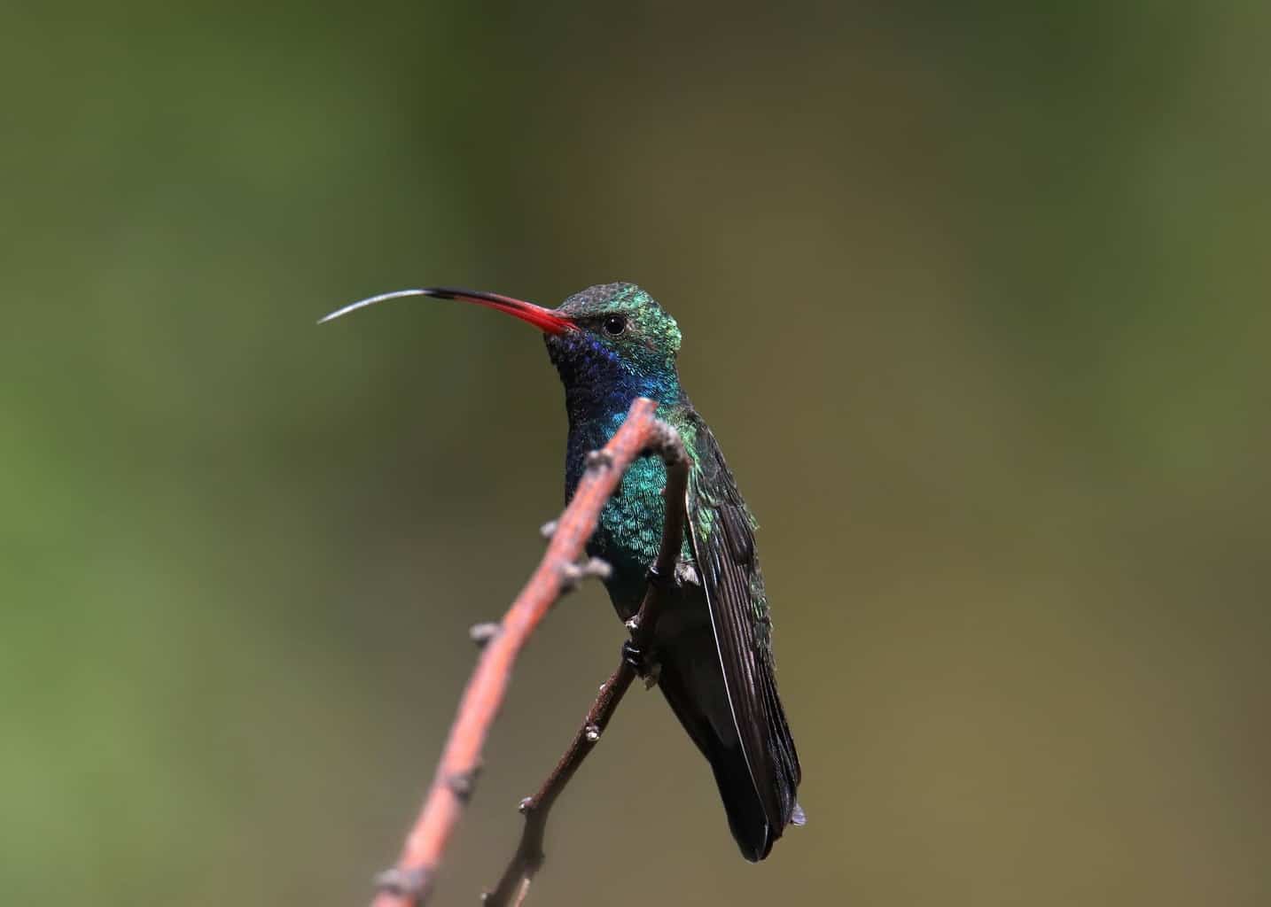 Colibríes en Carolina del Sur: 8 especies para detectar