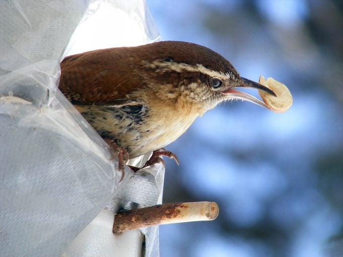 Atrae más especies nuevas con Peanuts for Birds