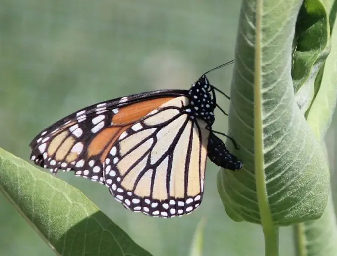¿Huevos de monarca o pulgones? Como decir la diferencia