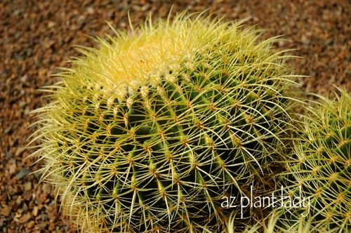 ¿Por qué un cactus está cubierto de espinas?