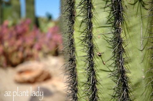 ¿Por qué un cactus está cubierto de espinas?
