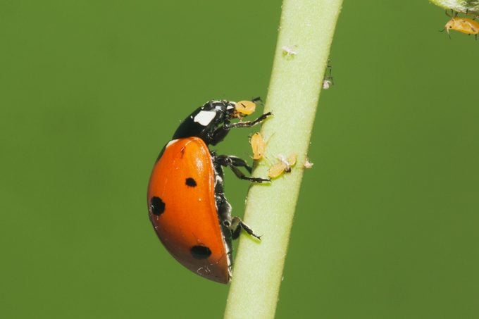 Conozca a los escarabajos del jardín: insectos útiles del patio trasero