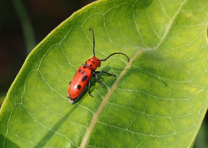 Conozca a los escarabajos del jardín: insectos útiles del patio trasero
