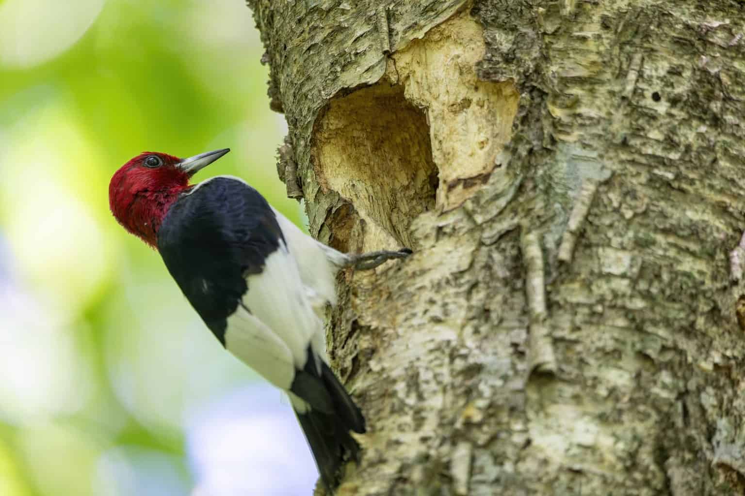 Una guía de 30 especies de aves que te encantará ver