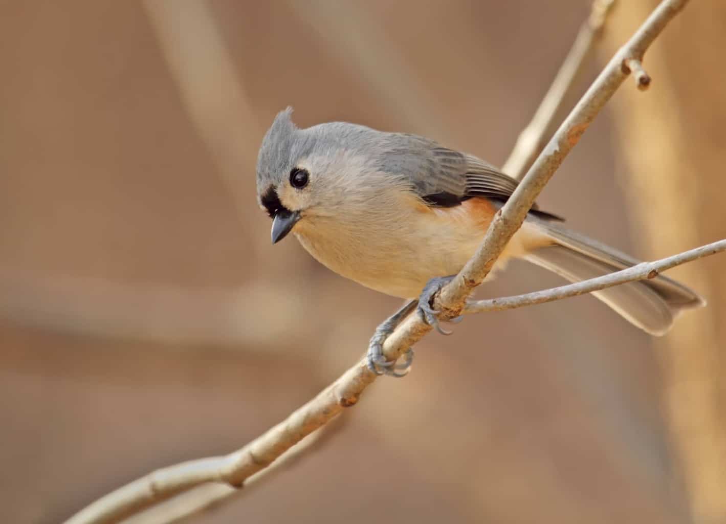 25 aves en Luisiana: ¡nuestra guía informativa sobre la vida silvestre local!