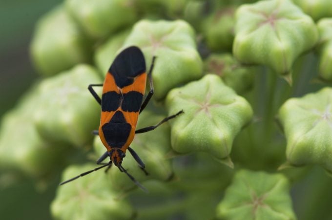 Lo que debe saber sobre el insecto grande del algodoncillo