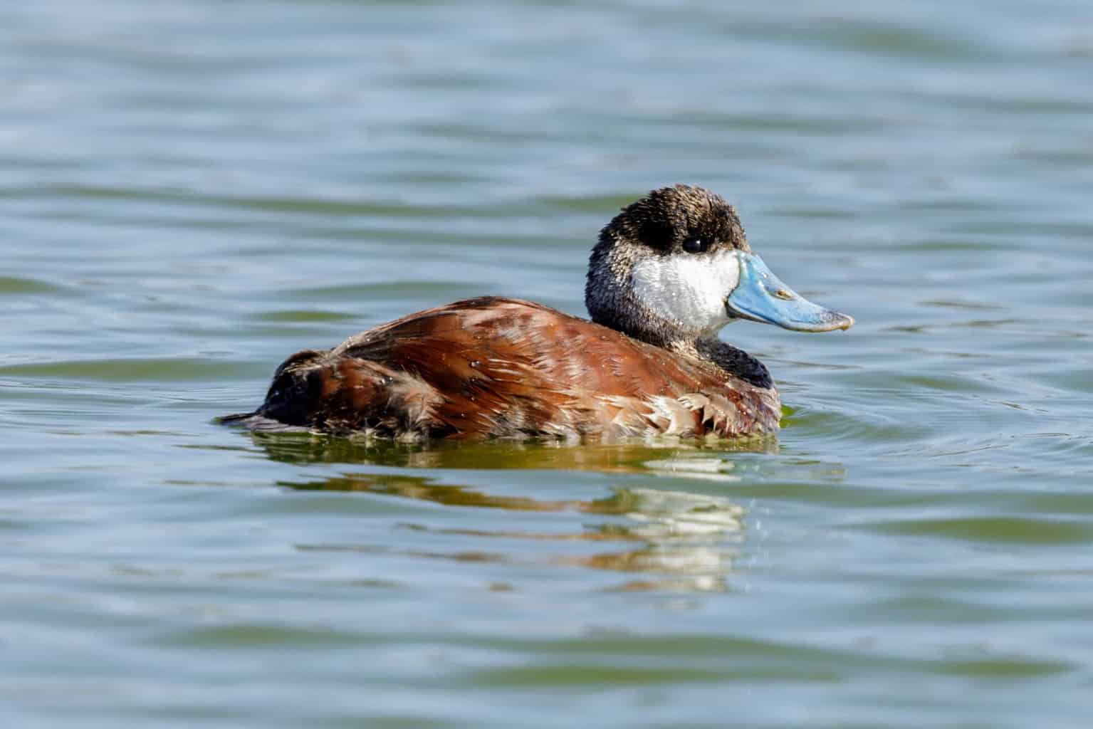 20 patos en Pensilvania: ¡una guía sobre qué especies detectar!