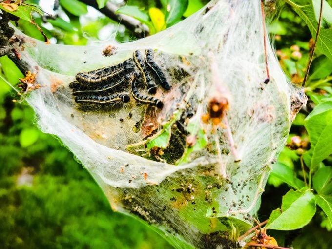 Control de orugas: plagas de insectos de jardín