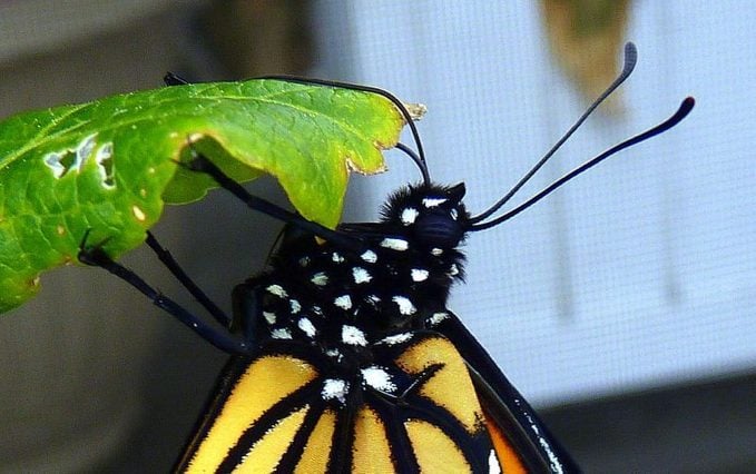 ¿Qué (y cómo) comen las mariposas monarca?