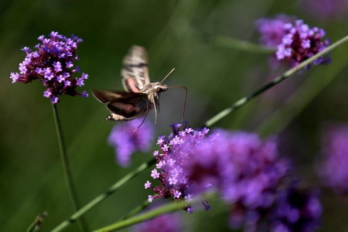 Las mariposas y los colibríes aman la verbena alta