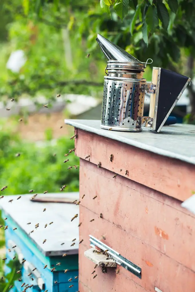 Consejos útiles para apicultores principiantes: pájaros y flores