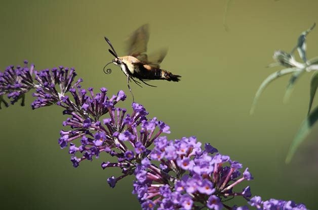 Bee vs Fly: Conoce a las moscas que parecen abejas