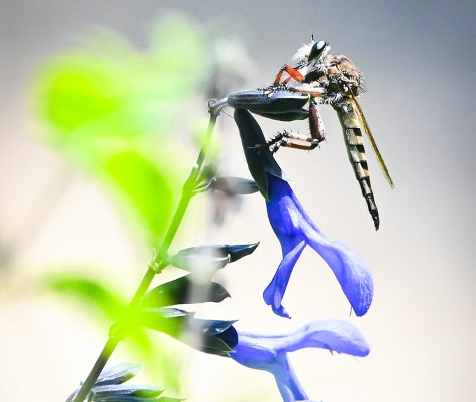 Bee vs Fly: Conoce a las moscas que parecen abejas