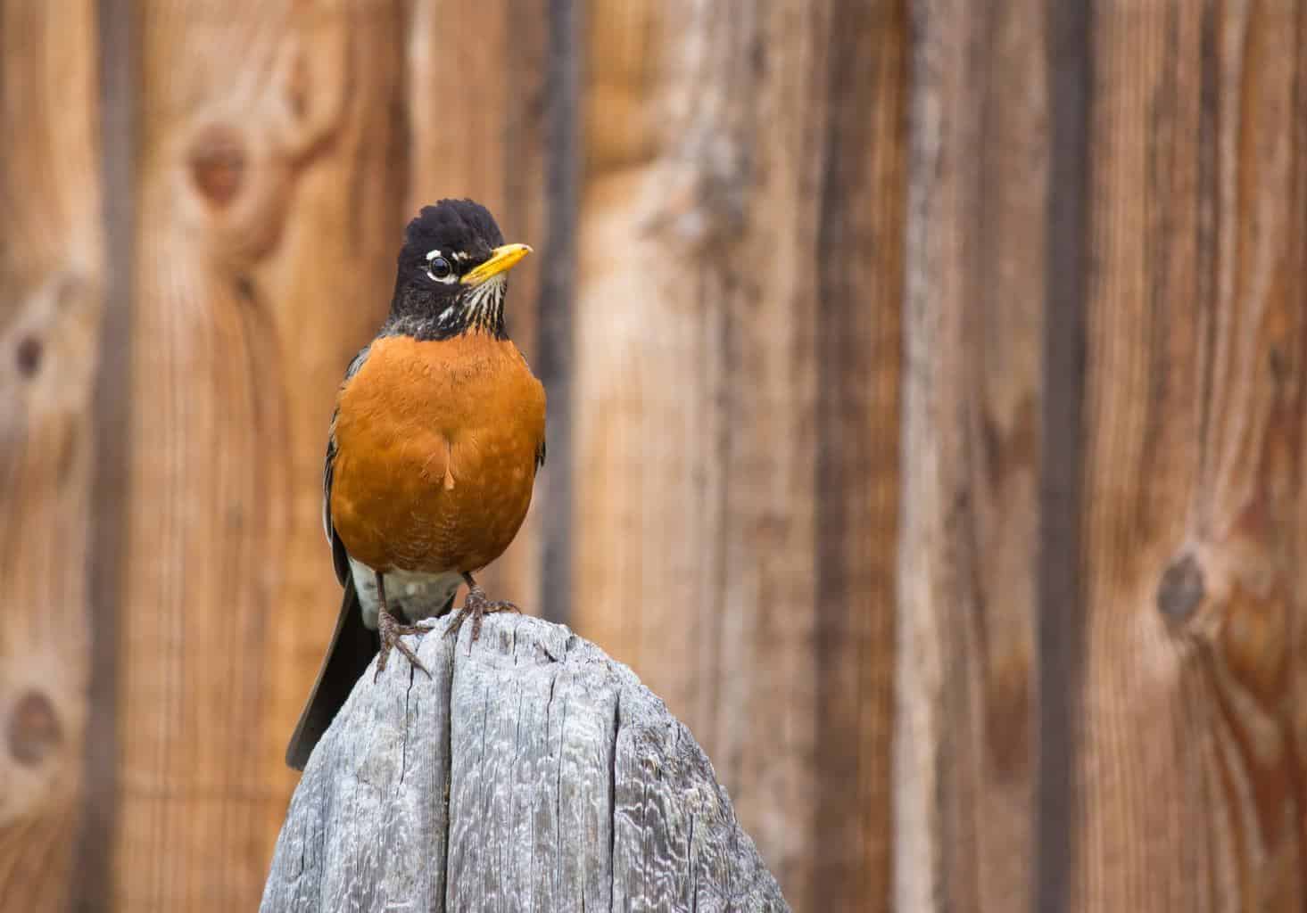 15 Aves Impresionantes Que Verás En El Estado De Los Grandes Lagos