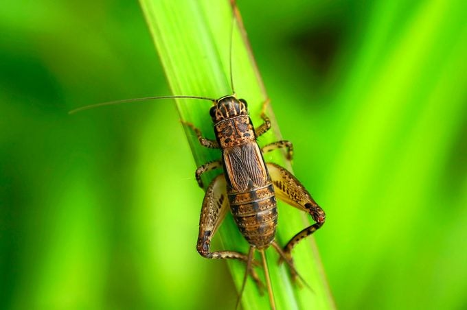 Katydid y Cricket: música nocturna en el jardín