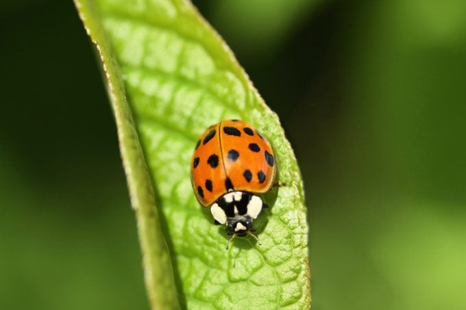 Ladybug vs escarabajo asiático: ¿cuál es la diferencia?
