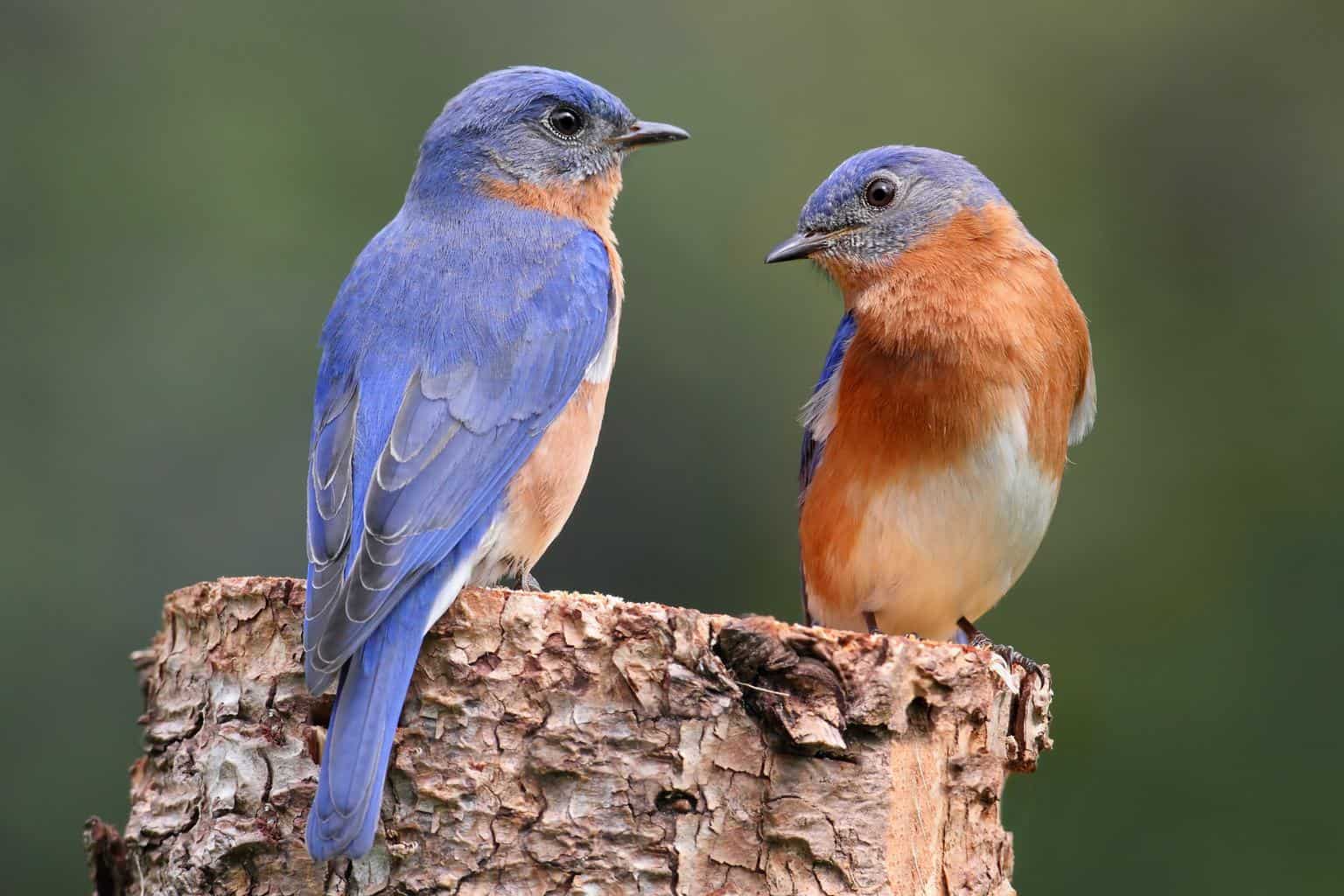 Los 13 mejores comederos para pájaros azules para su jardín: una guía completa