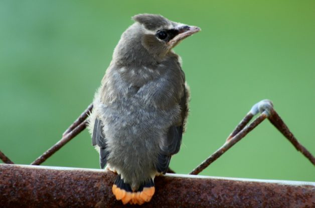 Cómo identificar un pájaro Waxwing de cedro