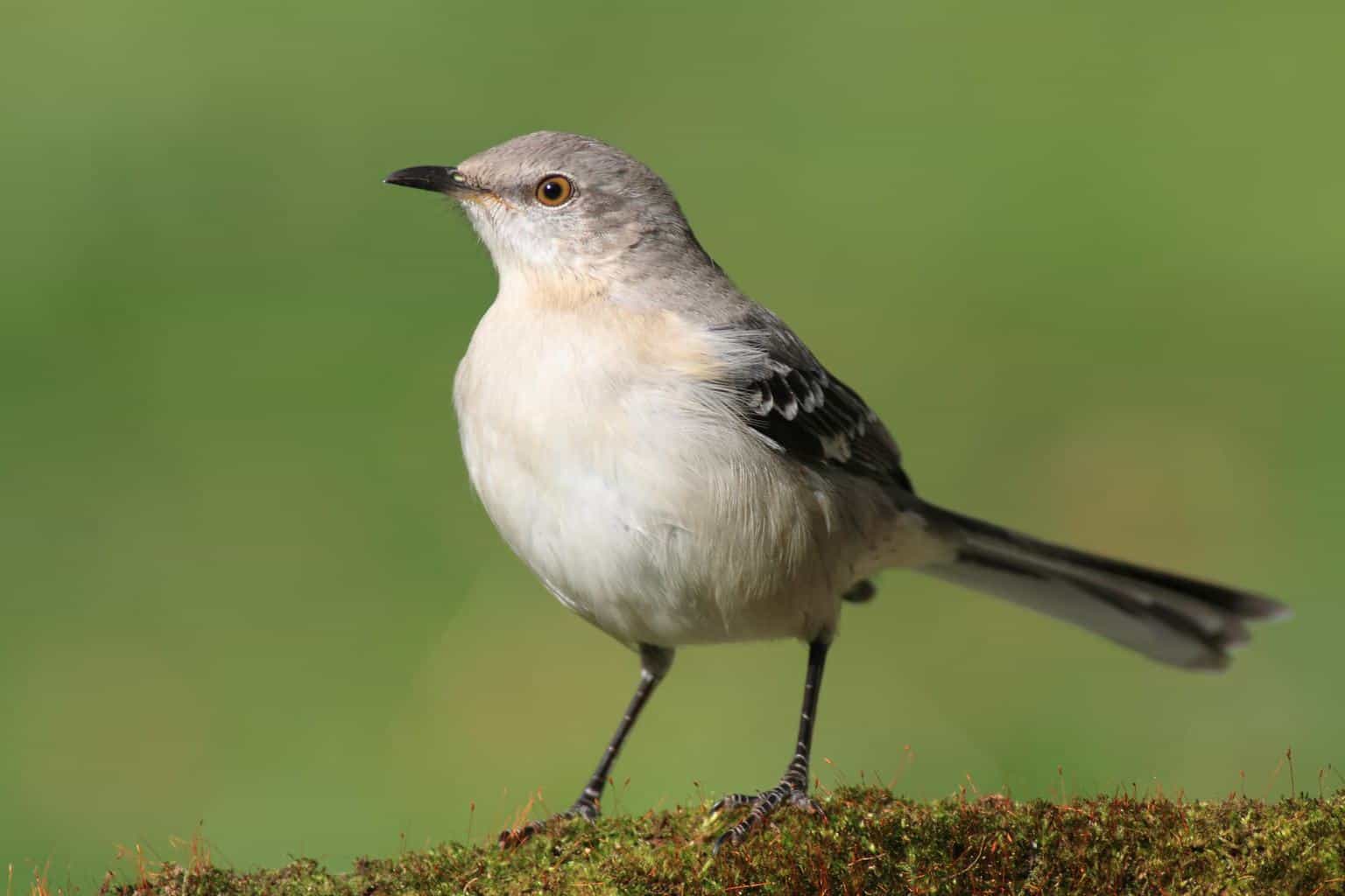 Pájaro que suena como la alarma de un auto: 13 pájaros fascinantes