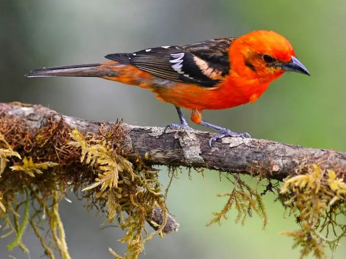 5 vibrantes especies de aves tangaras que debes conocer