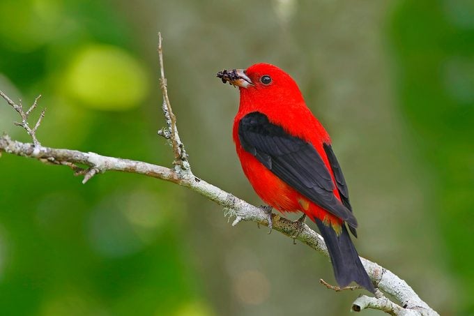 5 vibrantes especies de aves tangaras que debes conocer
