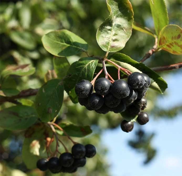 Atrae pájaros con un arbusto de chokeberry negro