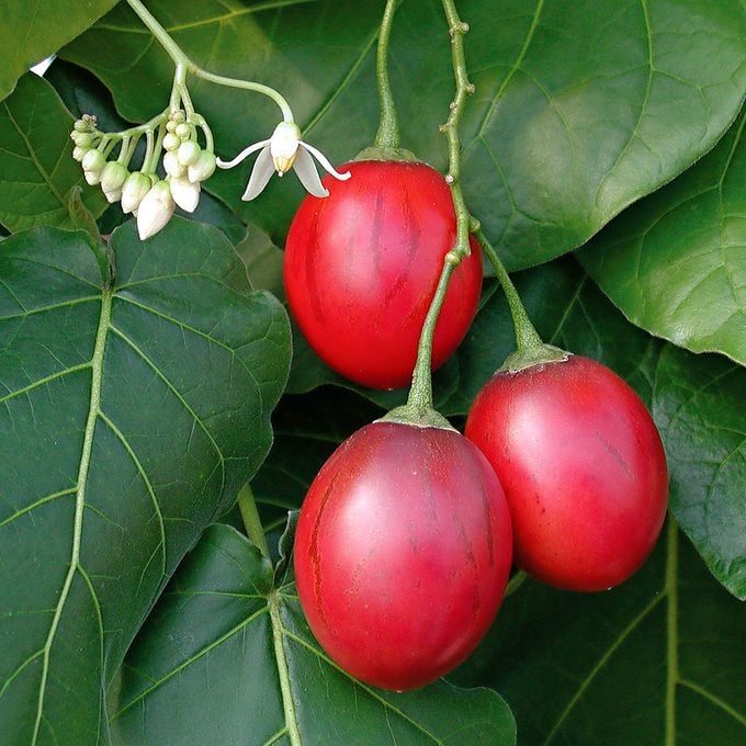 Tu guía para cultivar árboles frutales en macetas en interiores