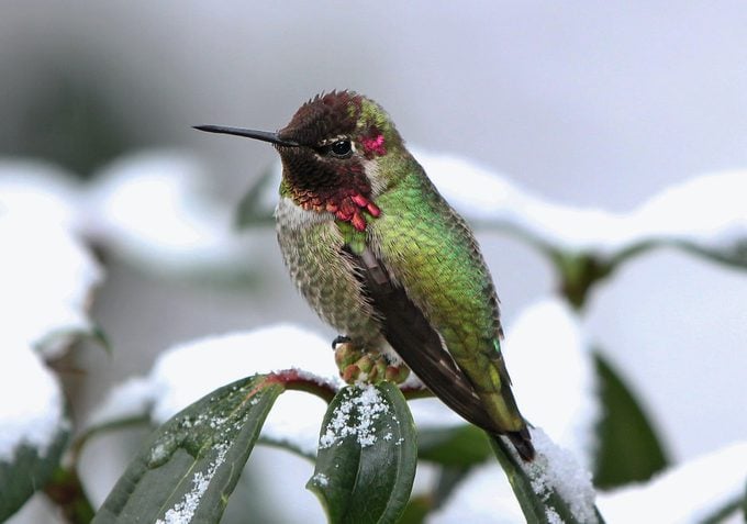 ¿Es seguro congelar el néctar de colibrí?