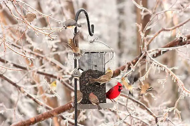 ¿Por qué las aves se juntan en invierno?