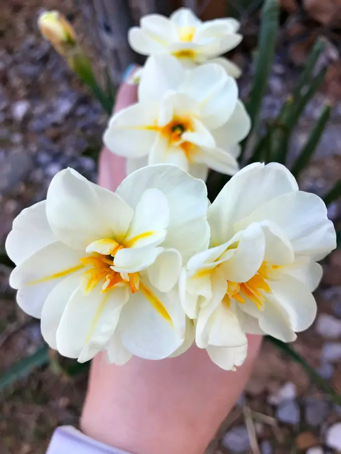 ¿Los narcisos no florecen? Esto es lo que debe hacer