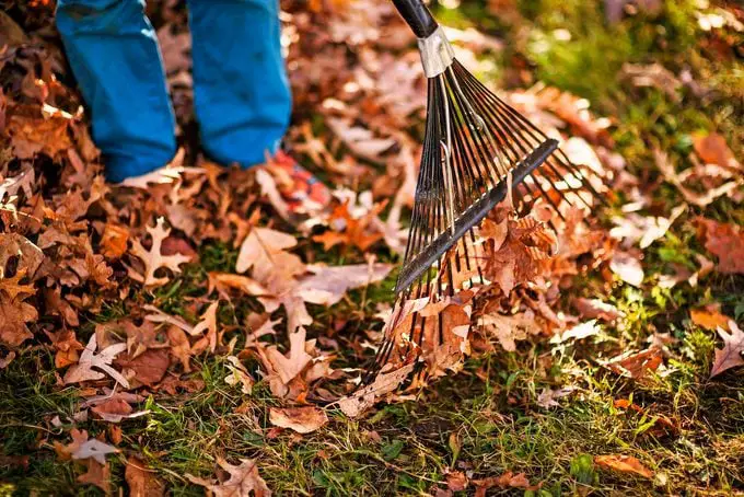 Dejar de rastrillar: cómo cubrir las hojas de otoño