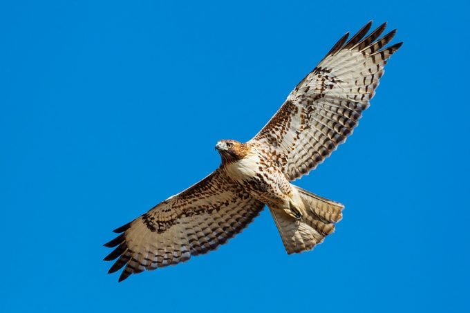 Sky Hunters: ¿Qué alimentos comen los halcones?